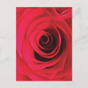 Carte Postale Bourgeon de rose rouge tourbillon floral abstrait