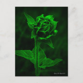 Carte Postale "Bourgeon de tournesol"  (Devant)