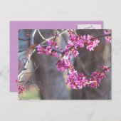 Carte Postale bourgeons rouges (Devant / Derrière)