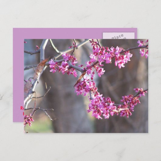 Carte Postale bourgeons rouges (Devant / Derrière)