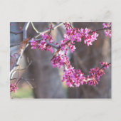 Carte Postale bourgeons rouges (Devant)