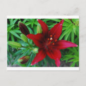 Carte Postale Bourgogne Lily (Devant)