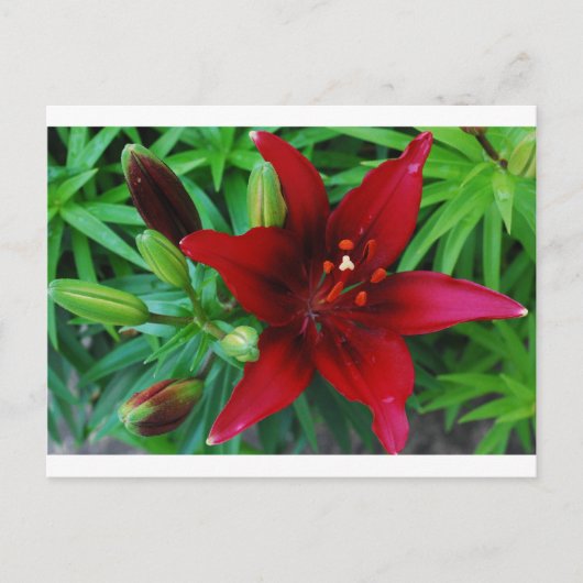 Carte Postale Bourgogne Lily (Devant)