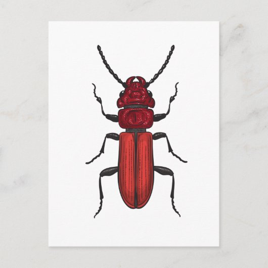 Carte Postale Bousier rouge (Devant)