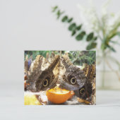 CARTE POSTALE BOUTEILLES (Debout devant)