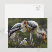 Carte Postale Boutiques peintes & jeune à nid, Keoladeo (Devant / Derrière)