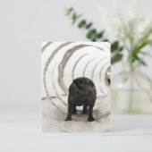 Carte Postale Bouton de chiot (Debout devant)