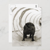 Carte Postale Bouton de chiot (Devant / Derrière)