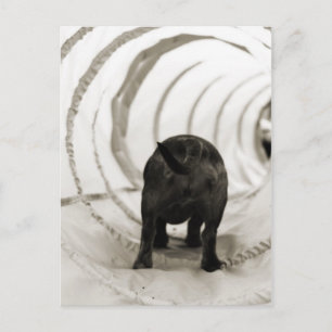 Carte Postale Bouton de chiot