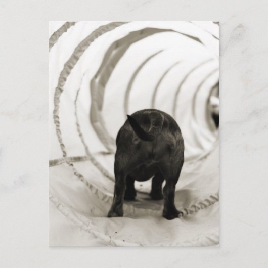 Carte Postale Bouton de chiot (Devant)