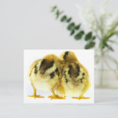 Carte Postale Bouton de poulet (Debout devant)