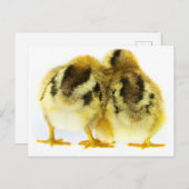 Carte Postale Bouton de poulet (Devant / Derrière)