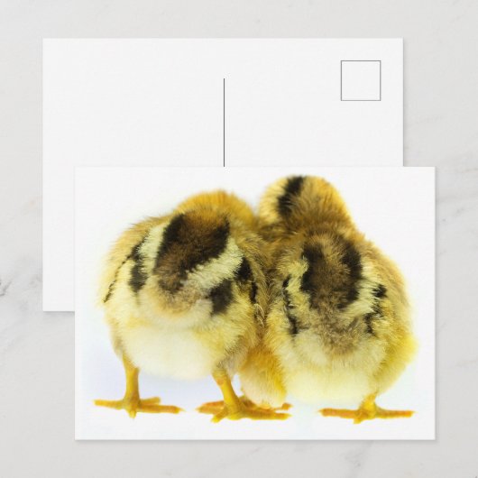 Carte Postale Bouton de poulet (Devant / Derrière)