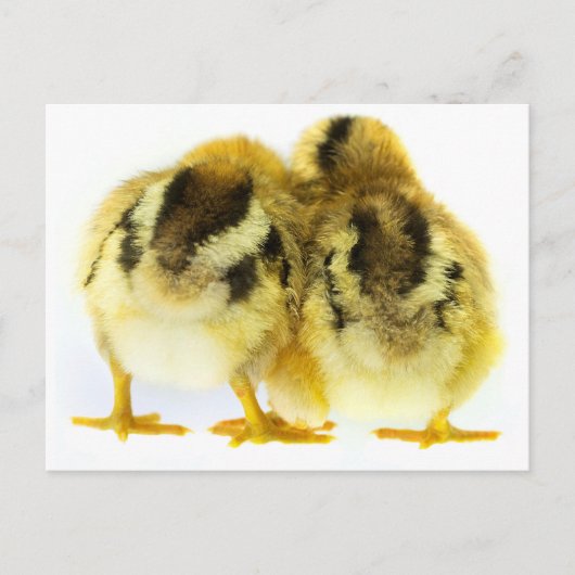 Carte Postale Bouton de poulet (Devant)
