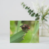 Carte Postale Bouton d'herbe (Debout devant)