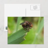 Carte Postale Bouton d'herbe (Devant / Derrière)