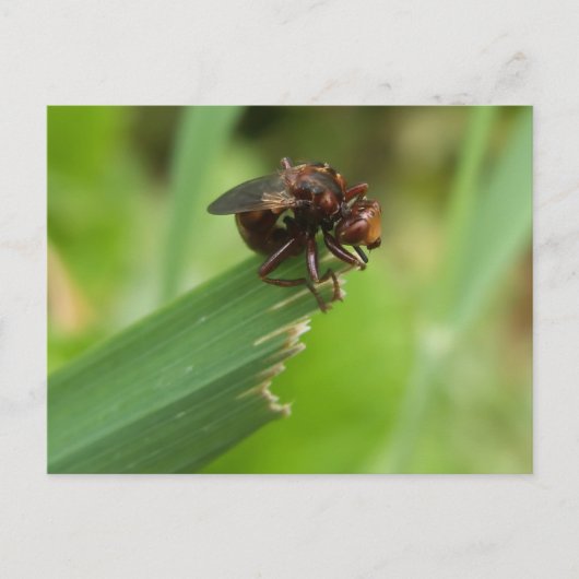 Carte Postale Bouton d'herbe (Devant)