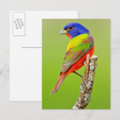 Carte Postale Bouton peint (Passerina ciris) Homme Perché (Devant / Derrière)