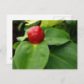 Carte Postale Bouton Rouge - Martinique, FWI (Devant / Derrière)