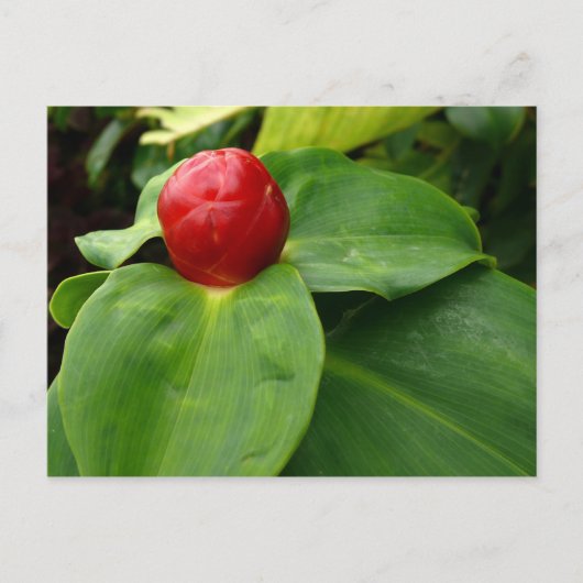 Carte Postale Bouton Rouge - Martinique, FWI (Devant)