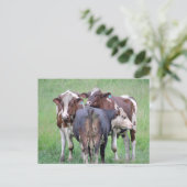 Carte postale Bouton Up Cow (Debout devant)