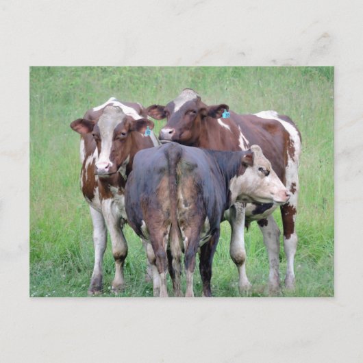 Carte postale Bouton Up Cow (Devant)