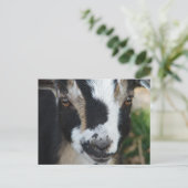 Carte Postale Boutons (Debout devant)