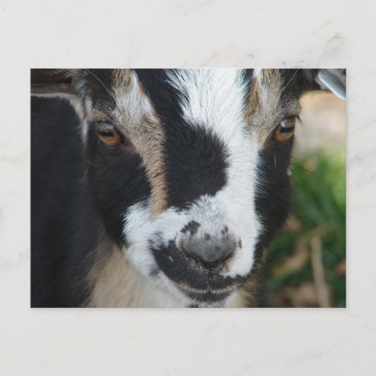 Carte Postale Boutons (Devant)