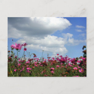 Carte Postale Boutons