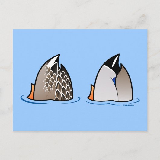 Carte Postale Boutons de canard (Devant)