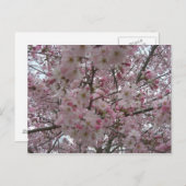 Carte Postale boutons de fleurs roses et blanches (Devant / Derrière)