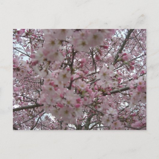 Carte Postale boutons de fleurs roses et blanches (Devant)