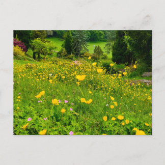 Carte Postale Boutons d'or