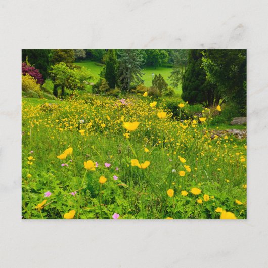 Carte Postale Boutons d'or (Devant)