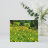 Carte Postale Boutons d'or (Debout devant)