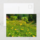 Carte Postale Boutons d'or (Devant / Derrière)