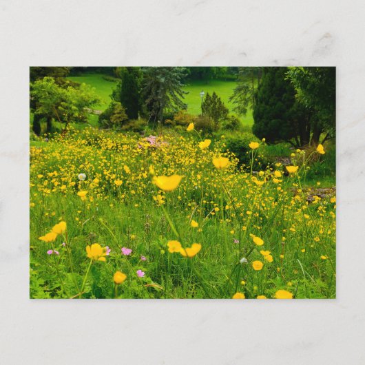 Carte Postale Boutons d'or (Devant)