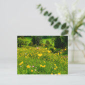 Carte Postale Boutons d'or (Debout devant)