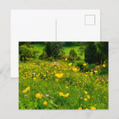 Carte Postale Boutons d'or (Devant / Derrière)