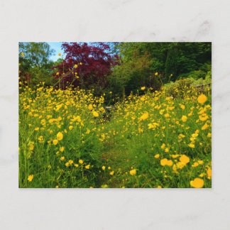 Carte Postale Boutons d'or