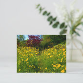 Carte Postale Boutons d'or (Debout devant)