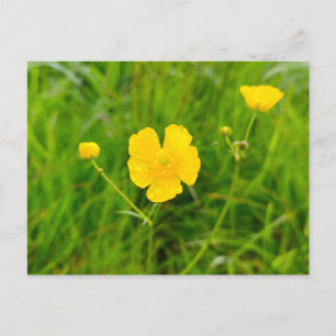 Carte Postale Boutons d'or