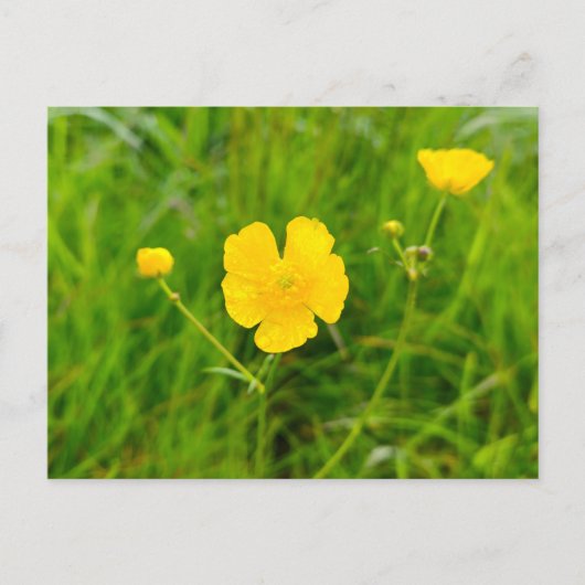 Carte Postale Boutons d'or (Devant)