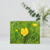 Carte Postale Boutons d'or (Debout devant)