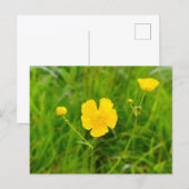 Carte Postale Boutons d'or (Devant / Derrière)