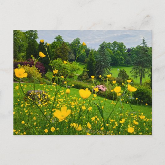 Carte Postale Boutons d'or (Devant)