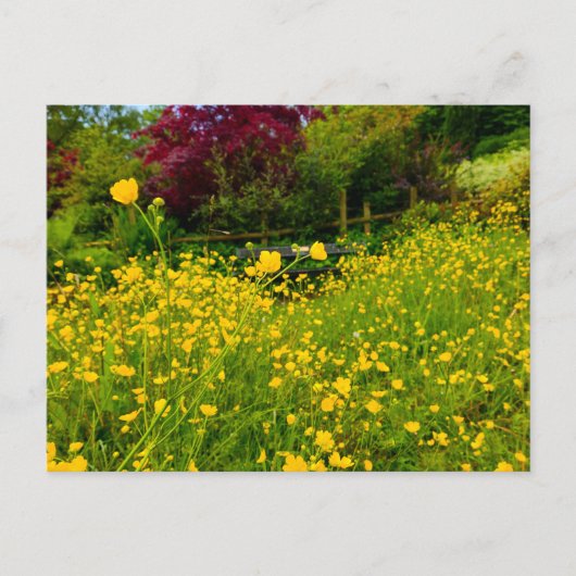 Carte Postale Boutons d'or (Devant)