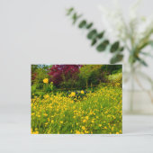 Carte Postale Boutons d'or (Debout devant)