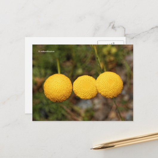 Carte Postale Boutons d'or crépitant Cotula Tiffindell Gold Flow (Devant/Arrière en situation)