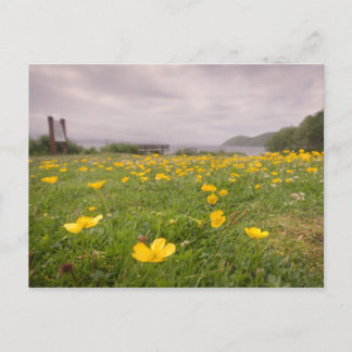 Carte Postale Boutons en Ecosse